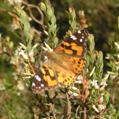 Vanessa kershawi (Australian Painted Lady) at Mount Taylor - 28 Oct 2022 by MatthewFrawley