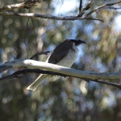 Philemon corniculatus (Noisy Friarbird) at Kambah, ACT - 28 Oct 2022 by MatthewFrawley