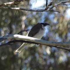 Philemon corniculatus (Noisy Friarbird) at Kambah, ACT - 29 Oct 2022 by MatthewFrawley