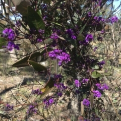 Hardenbergia violacea (False Sarsaparilla) at Wamboin, NSW - 17 Aug 2020 by Devesons