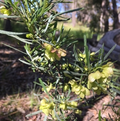 Dodonaea viscosa subsp. angustifolia (Giant Hop-bush) at QPRC LGA - 7 Nov 2020 by Devesons