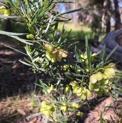 Dodonaea viscosa subsp. angustifolia (Giant Hop-bush) at Wamboin, NSW - 7 Nov 2020 by Devesons
