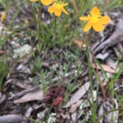 Hypericum gramineum (Small St Johns Wort) at Wamboin, NSW - 13 Nov 2020 by Devesons