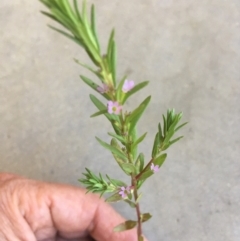 Lythrum hyssopifolia (Small Loosestrife) at Wamboin, NSW - 20 Dec 2020 by Devesons