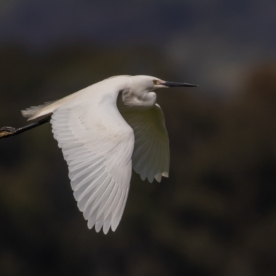 Egretta garzetta (Little Egret) at Fyshwick, ACT - 29 Oct 2022 by rawshorty