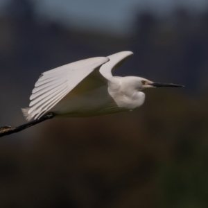 Egretta garzetta at Fyshwick, ACT - 29 Oct 2022 10:08 AM