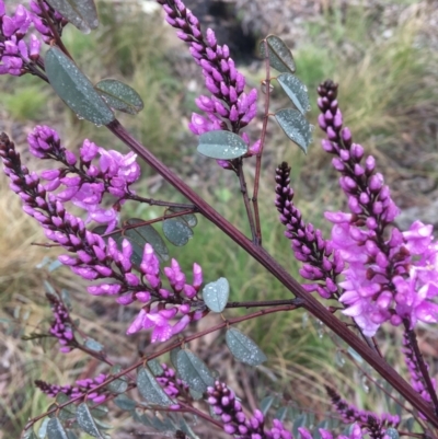 Indigofera australis subsp. australis (Australian Indigo) at Wamboin, NSW - 23 Sep 2021 by Devesons