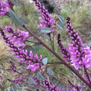 Indigofera australis subsp. australis at Wamboin, NSW - 23 Sep 2021