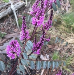 Indigofera australis subsp. australis at Wamboin, NSW - 23 Sep 2021 09:28 AM