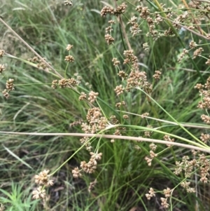 Juncus vaginatus at Wamboin, NSW - 18 Jan 2021