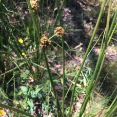 Juncus vaginatus at Wamboin, NSW - 18 Jan 2021