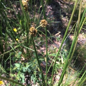 Juncus vaginatus at Wamboin, NSW - 18 Jan 2021