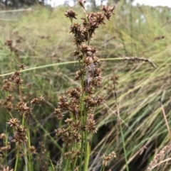 Juncus holoschoenus at Wamboin, NSW - 17 Jan 2022