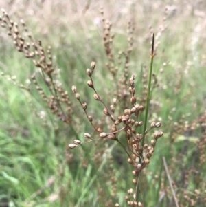 Juncus usitatus at Wamboin, NSW - 17 Jan 2022