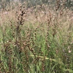 Juncus usitatus at Wamboin, NSW - 17 Jan 2022