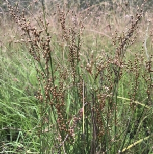 Juncus usitatus at Wamboin, NSW - 17 Jan 2022