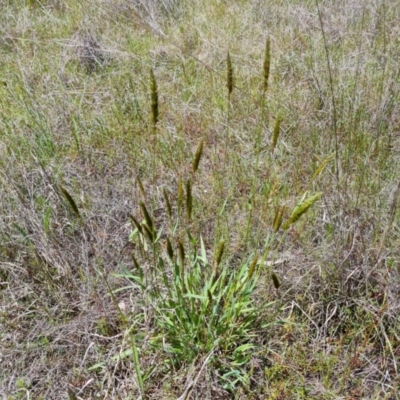 Anthoxanthum odoratum (Sweet Vernal Grass) at Isaacs Ridge and Nearby - 29 Oct 2022 by Mike