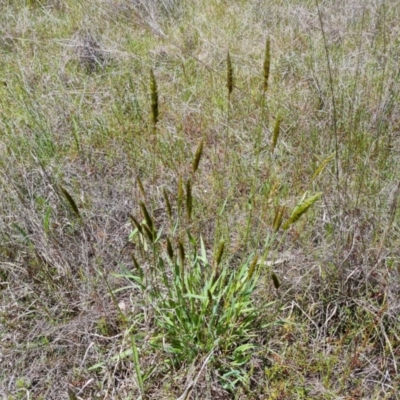 Anthoxanthum odoratum (Sweet Vernal Grass) at Jerrabomberra, ACT - 29 Oct 2022 by Mike