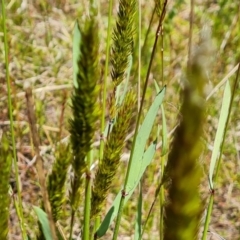 Anthoxanthum odoratum at Jerrabomberra, ACT - 29 Oct 2022