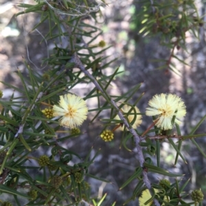 Acacia ulicifolia at Wamboin, NSW - 16 Sep 2021