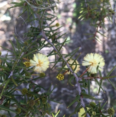 Acacia ulicifolia (Prickly Moses) at Wamboin, NSW - 16 Sep 2021 by Devesons