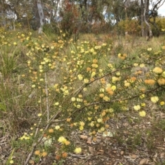 Acacia ulicifolia at Wamboin, NSW - 16 Sep 2021