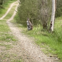 Notamacropus rufogriseus (Red-necked Wallaby) at Paddys River, ACT - 28 Oct 2022 by Mavis
