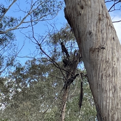 Zanda funerea (Yellow-tailed Black-Cockatoo) at Tidbinbilla Nature Reserve - 28 Oct 2022 by Mavis