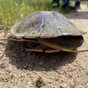 Chelodina longicollis at Paddys River, ACT - 28 Oct 2022 01:46 PM