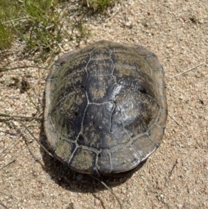 Chelodina longicollis at Paddys River, ACT - 28 Oct 2022