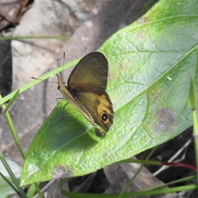 Hypocysta metirius (Brown Ringlet) at Tahmoor, NSW - 27 Oct 2022 by GlossyGal