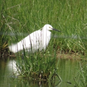 Egretta garzetta at Fyshwick, ACT - 29 Oct 2022