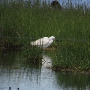 Egretta garzetta at Fyshwick, ACT - 29 Oct 2022