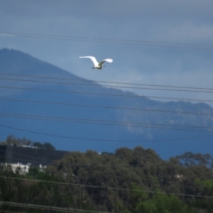 Egretta garzetta at Fyshwick, ACT - 29 Oct 2022