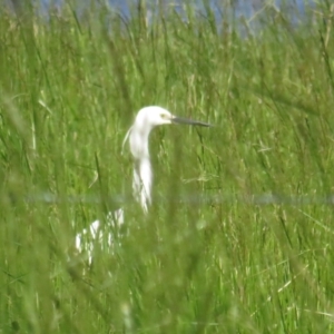 Egretta garzetta at Fyshwick, ACT - 29 Oct 2022 10:12 AM