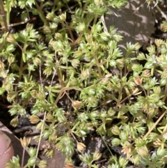 Crassula decumbens var. decumbens (A Stonecrop) at Higgins Woodland - 29 Oct 2022 by MattM