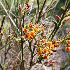 Daviesia leptophylla (Slender Bitter Pea) at Gundaroo, NSW - 29 Oct 2022 by Gunyijan