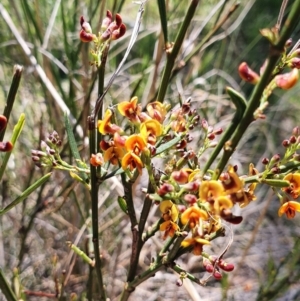 Daviesia leptophylla at Gundaroo, NSW - 29 Oct 2022 11:48 AM