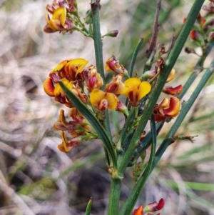 Daviesia leptophylla at Gundaroo, NSW - 29 Oct 2022