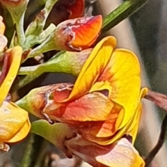 Daviesia leptophylla at Gundaroo, NSW - 29 Oct 2022