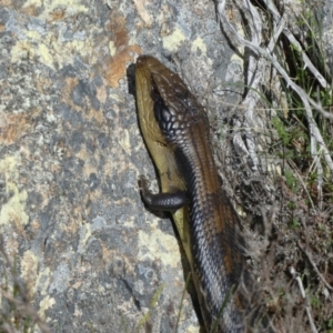 Tiliqua scincoides scincoides at Borough, NSW - 28 Oct 2022