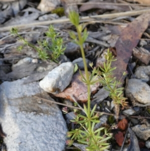 Galium divaricatum at Borough, NSW - 28 Oct 2022