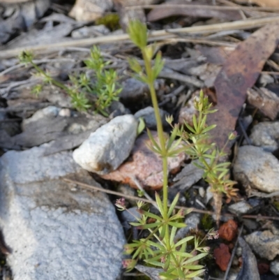 Galium divaricatum (Slender Bedstraw) at Borough, NSW - 27 Oct 2022 by Paul4K