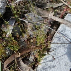 Galium divaricatum at Borough, NSW - 28 Oct 2022