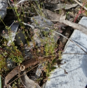 Galium divaricatum at Borough, NSW - 28 Oct 2022