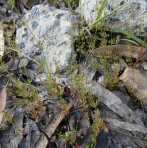 Galium divaricatum at Borough, NSW - 28 Oct 2022