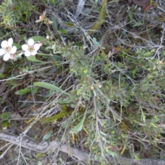 Gaudium multicaule (Teatree) at Borough, NSW - 27 Oct 2022 by Paul4K