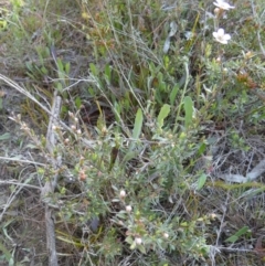 Gaudium multicaule at Borough, NSW - suppressed