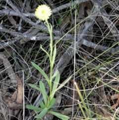 Coronidium scorpioides (Button Everlasting) at Borough, NSW - 27 Oct 2022 by Paul4K