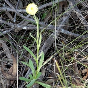 Coronidium scorpioides at Borough, NSW - 27 Oct 2022